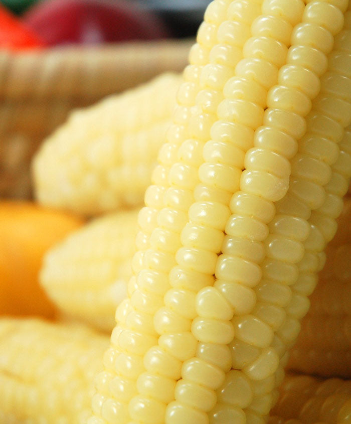 Popcorn Robust Hybrid White Seed