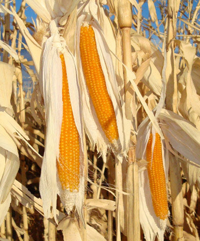 popcorn plant seeds Popcorn South American Yellow Seed