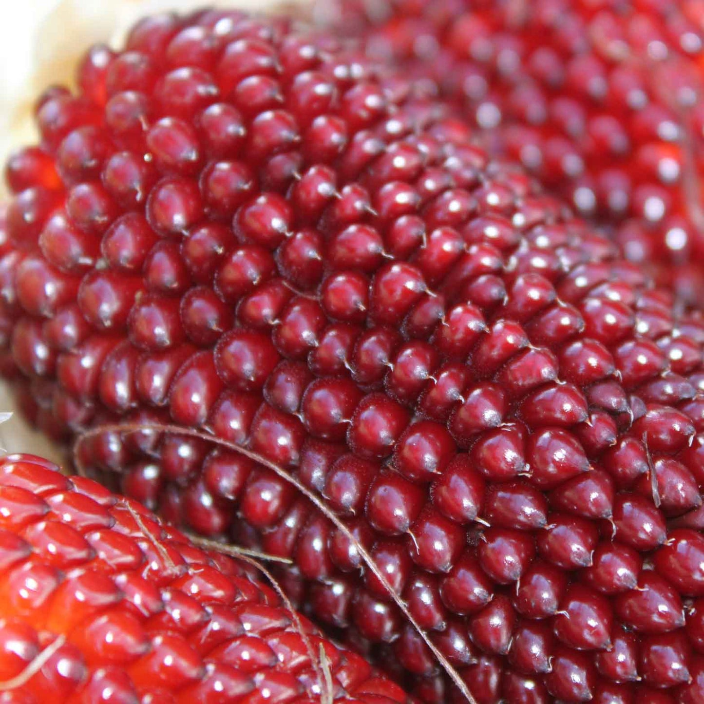 Popcorn Strawberry Seed