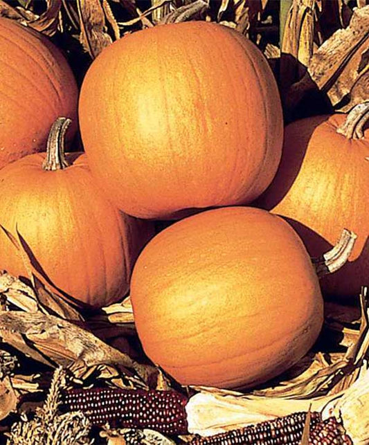 Pumpkin Burpee Semi Bush (Formally Spirit) Seed