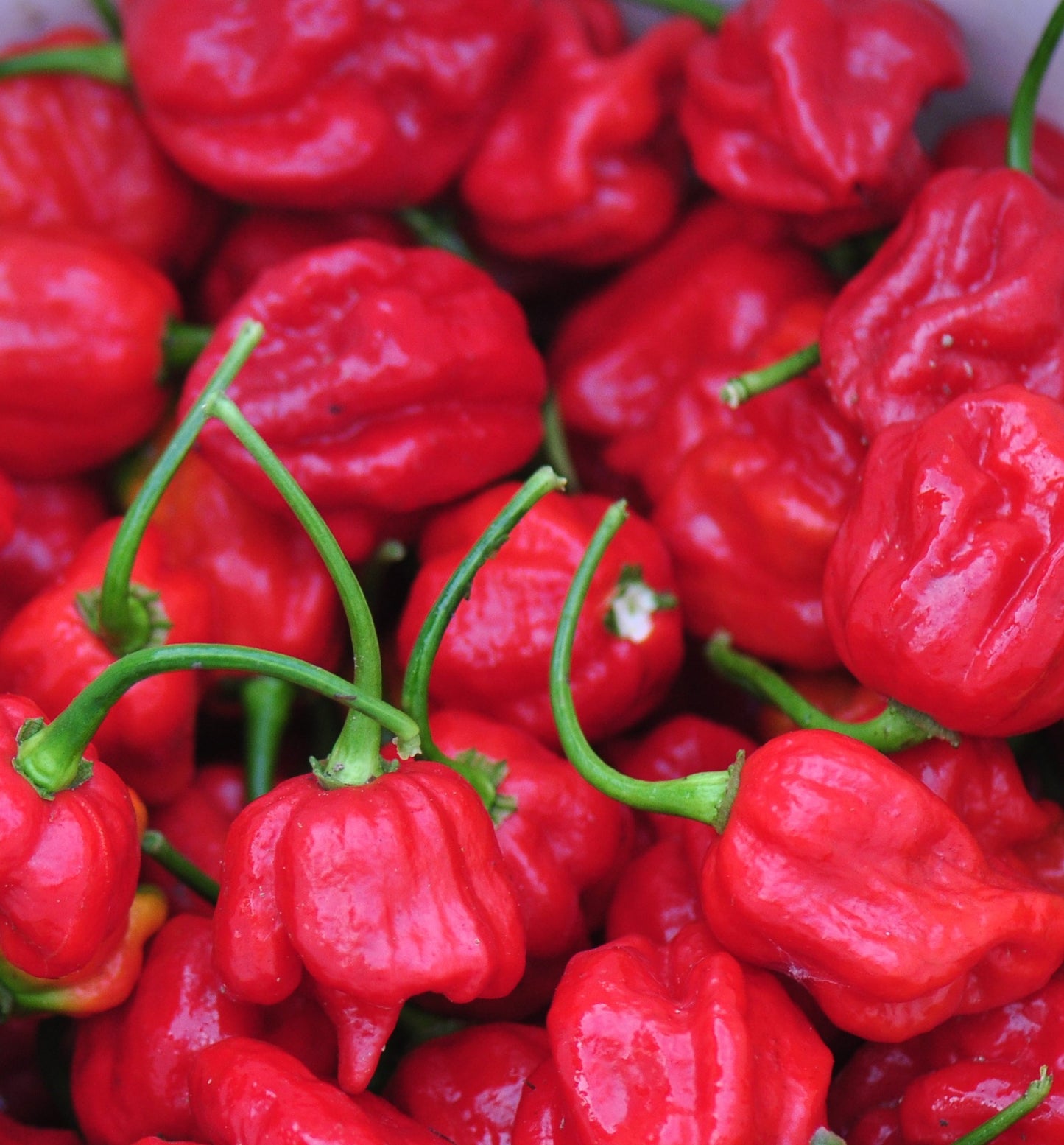 Pepper Hot Trinidad Scorpion Pepper Seed