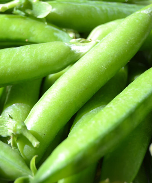 Pea Wando Seed