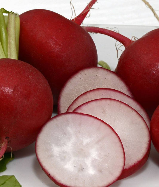 Radish Champion Seed