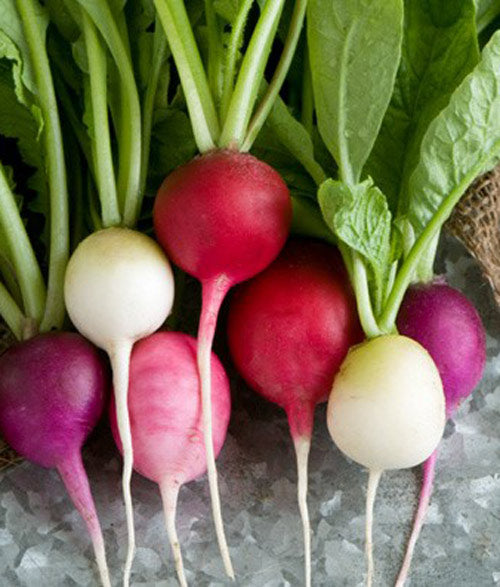 Radish Easter Egg Mix Seed