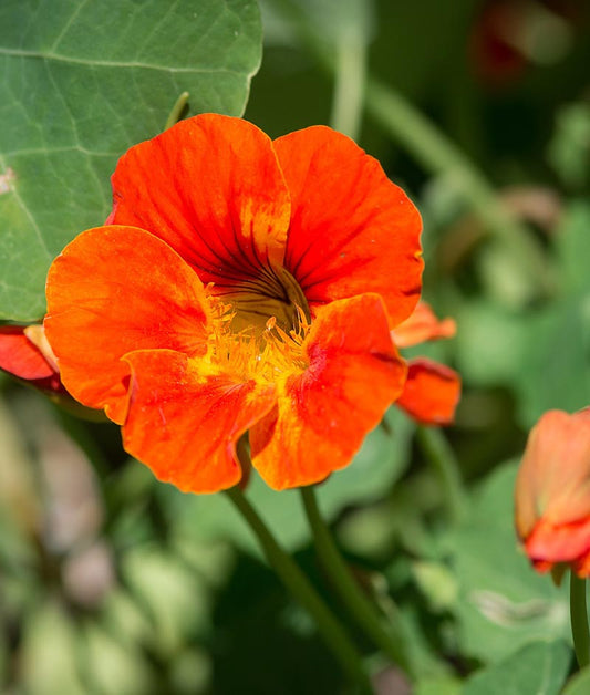 Nasturtium Jewel Mix Seed