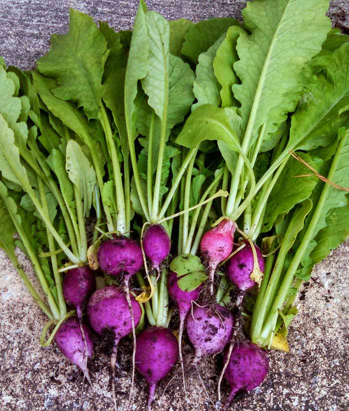 Radish Purple Plum Seed