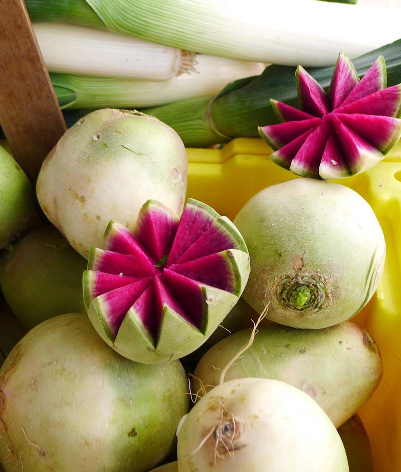 planting watermelon radish seeds Radish Watermelon Seed – Anderson's Seed & Garden