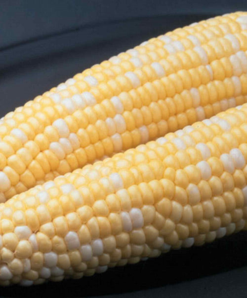 garden corn seed Corn Ambrosia Bicolor Seed – Anderson's Seed & Garden