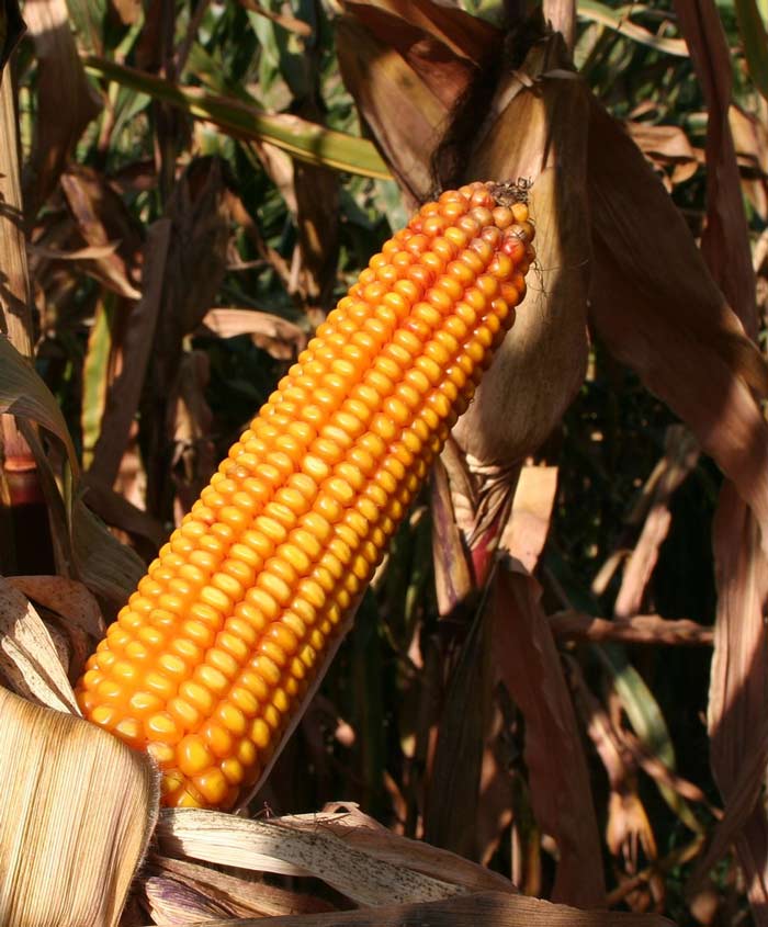 Corn Golden Cross Bantam 8 Yellow Seed