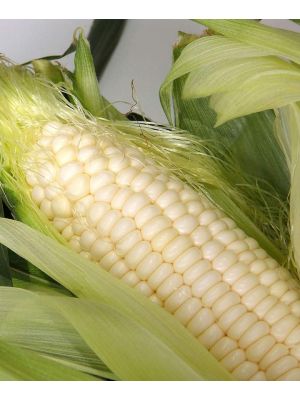 Corn Eden White Seed