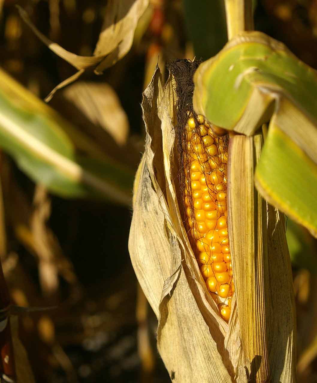 Corn Incredible Yellow Seed