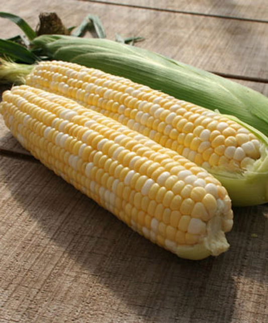Corn Sweetness Bicolor Seed