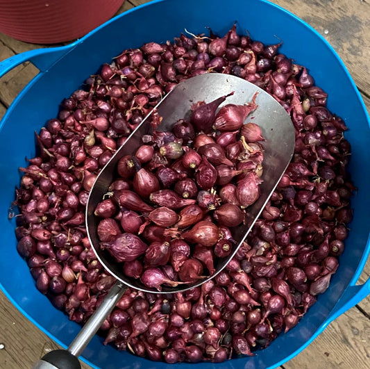 Onion Sweet Spanish Red Bulb