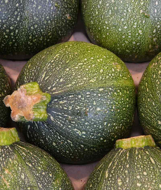 Squash Summer Zucchini Eightball Seed