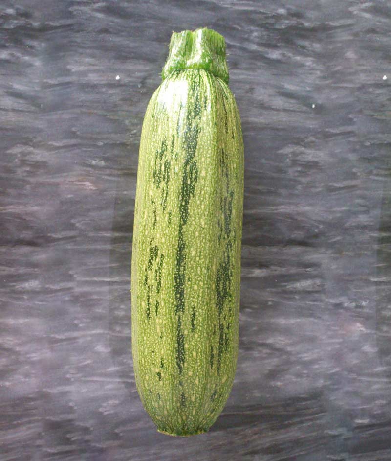 Squash Summer Zucchini Greyzini Seed