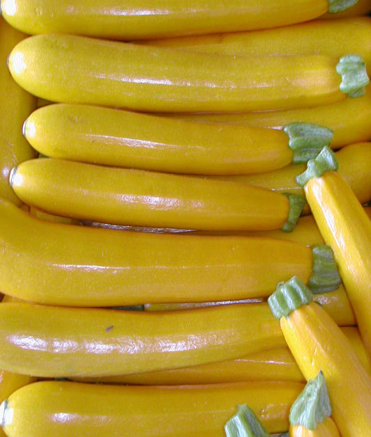 Squash Summer Zucchini 49er (Formally Gold Rush) Seed