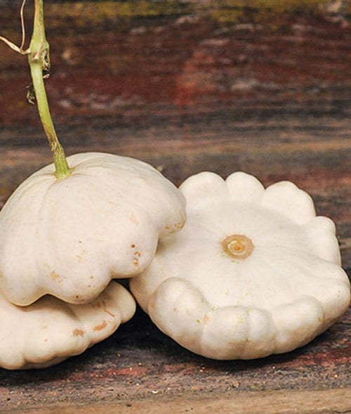 Squash Summer White Scallop Seed