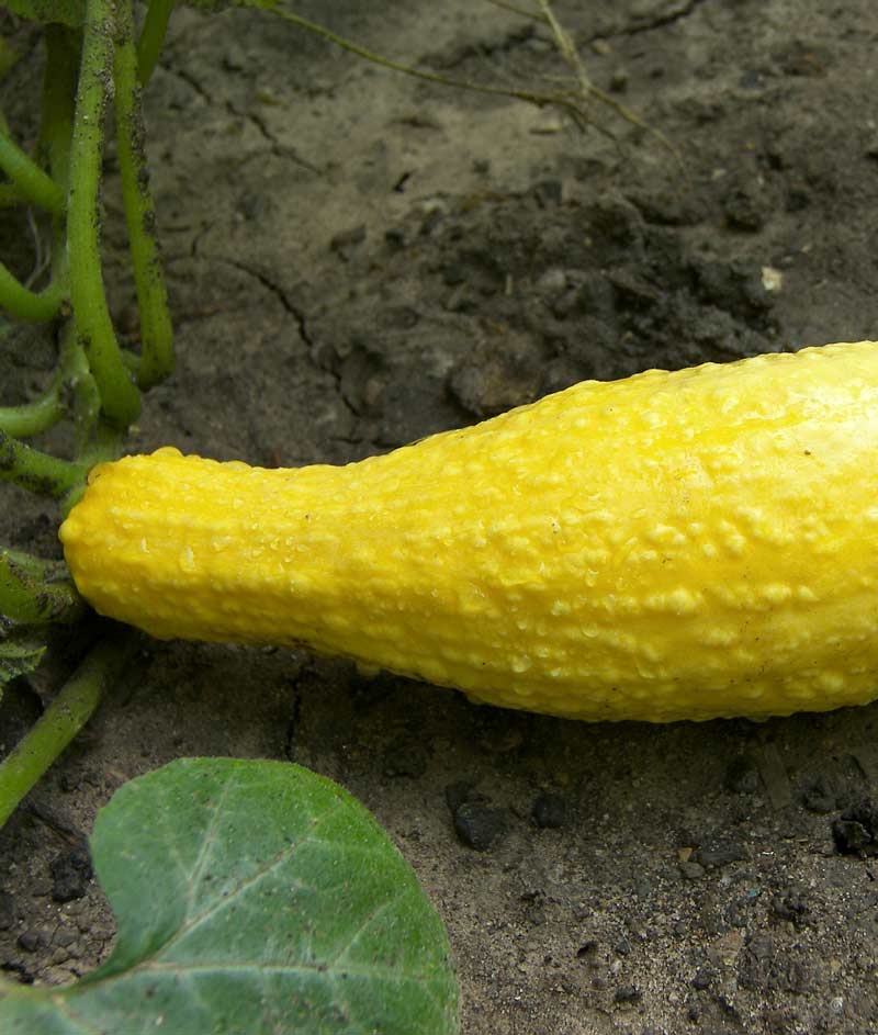 Squash Summer Yellow Straightneck Seed
