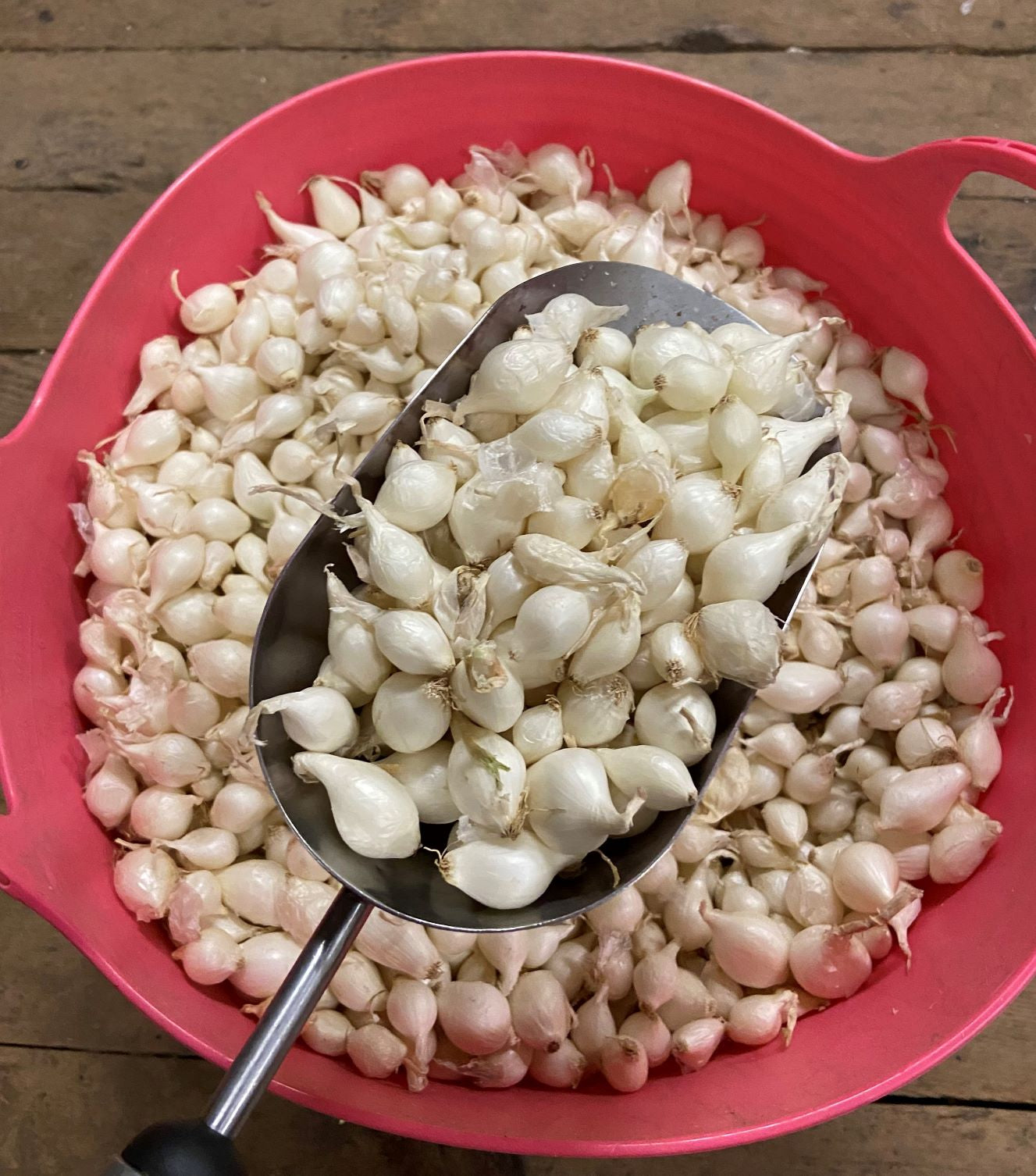 Onion Sweet Spanish White Bulb