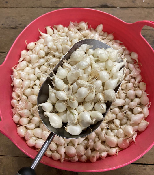 Onion Sweet Spanish White Bulb