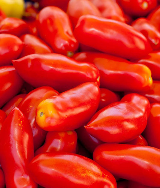 Tomato Andiamo San Marzano Seed