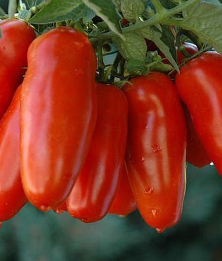 Tomato Andiamo San Marzano Seed