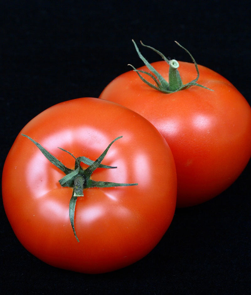 Tomato Best Boy Seed