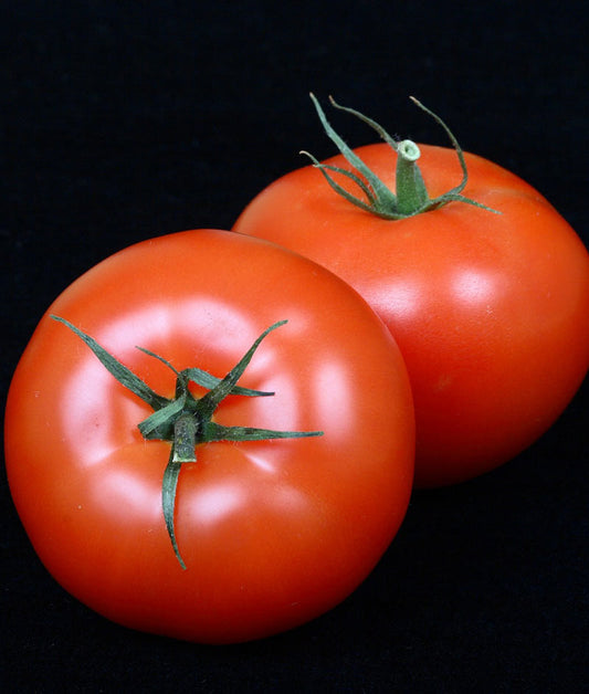 Tomato Best Boy Seed