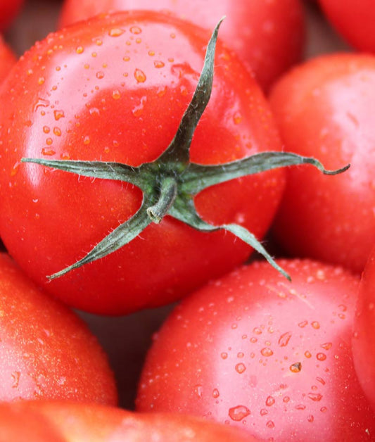 Tomato Oregon Spring Seed