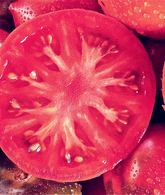 Tomato Pink Girl Seed
