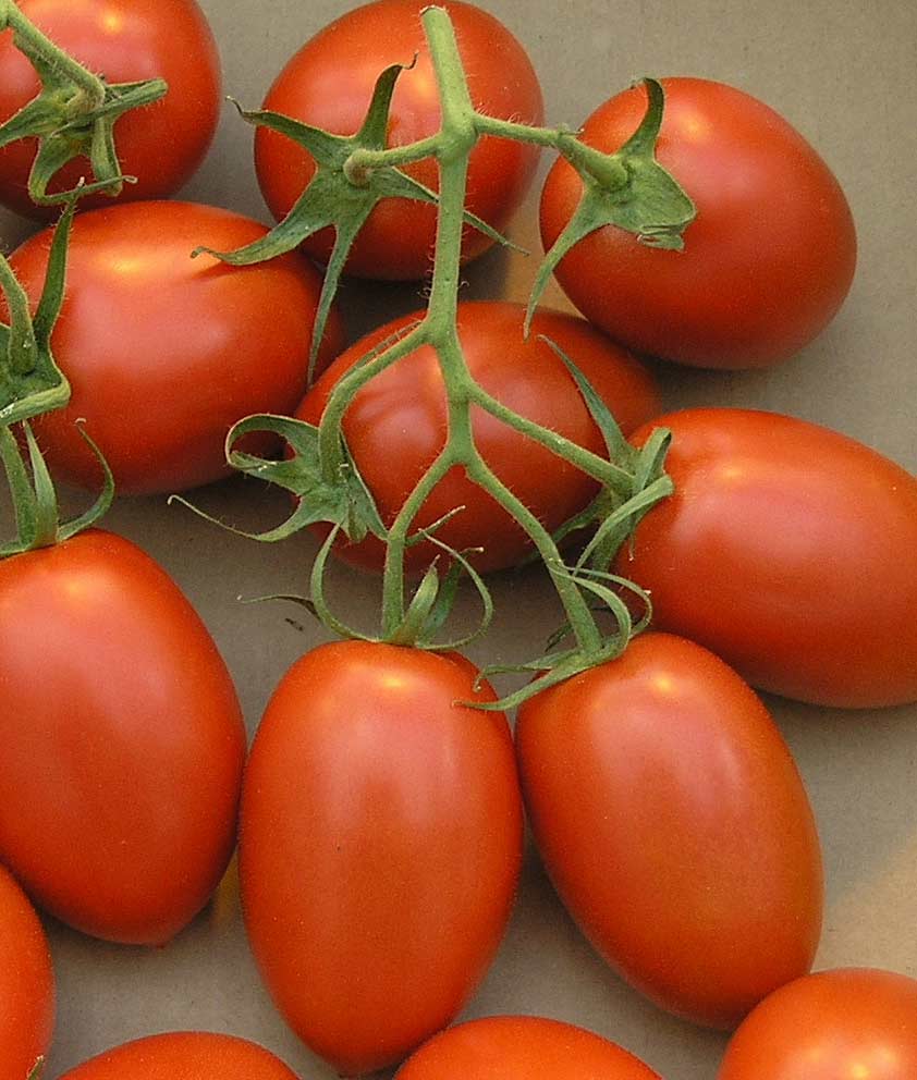 Tomato Roma Seed