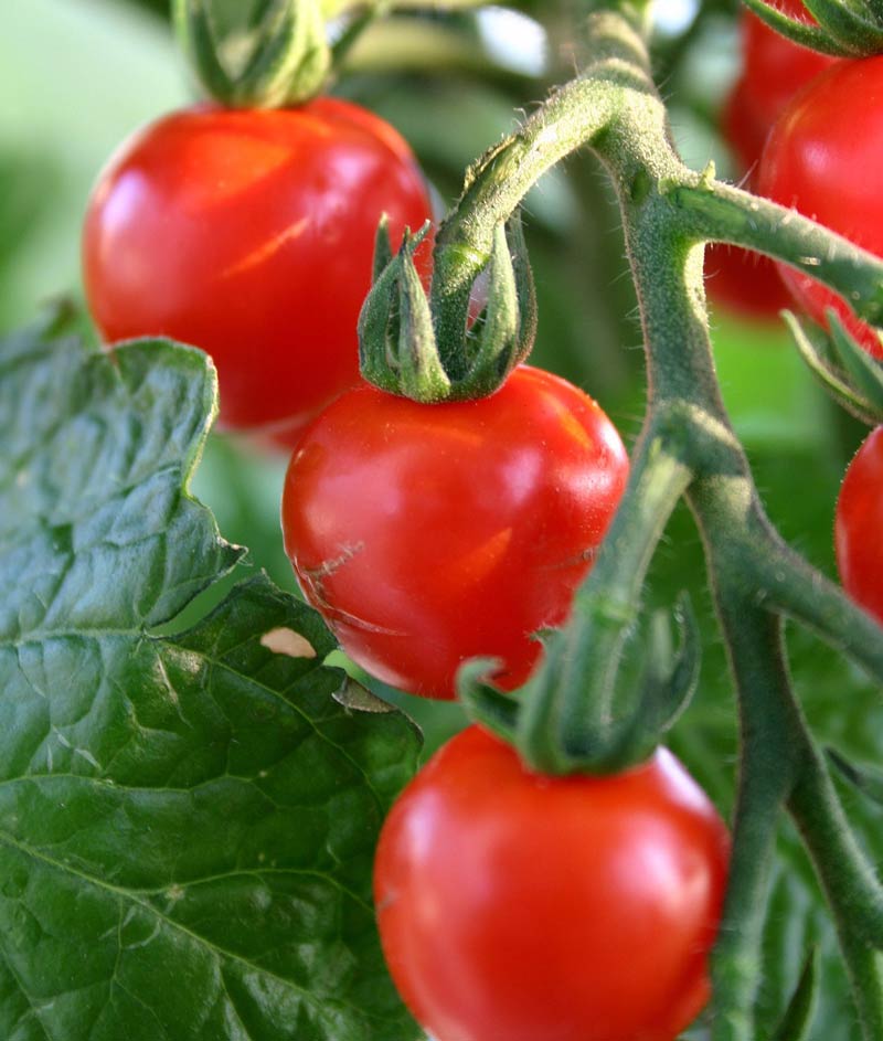 Tomato Sweet 100 Cherry Seed