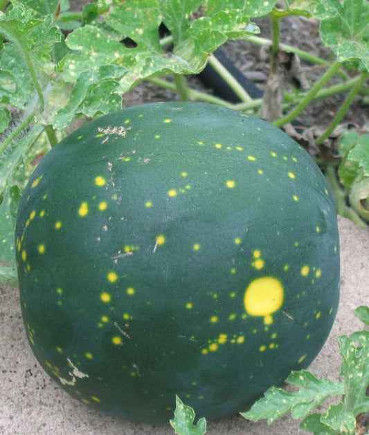 Watermelon Moon & Stars Seed