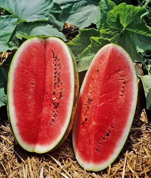 Watermelon Sangria Hybrid Seed