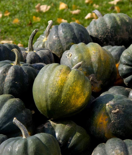 Squash Winter Acorn Bush Table King Seed