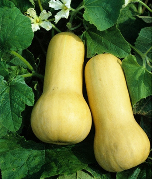 Squash Winter Bush Butternut Seed