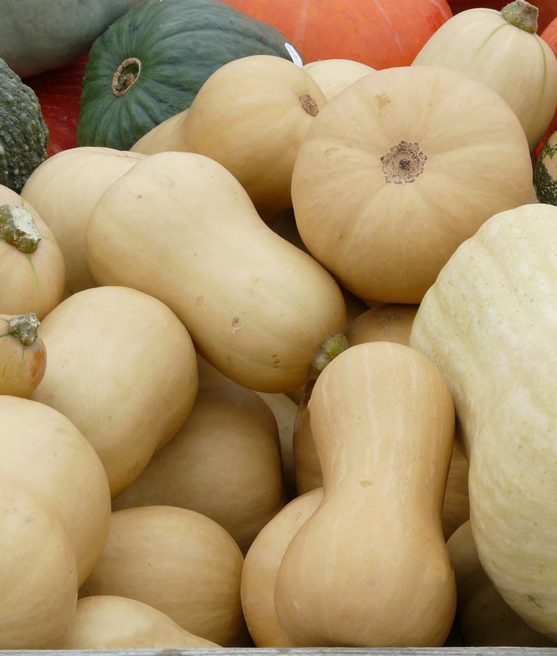 Squash Winter Bush Butternut Seed
