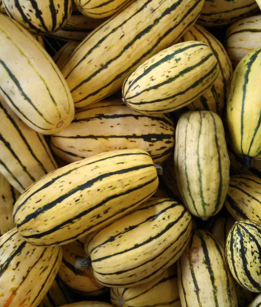 Squash Winter Bush Delicata Seed