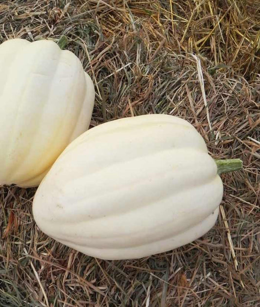 Squash Winter Cream of Crop Seed
