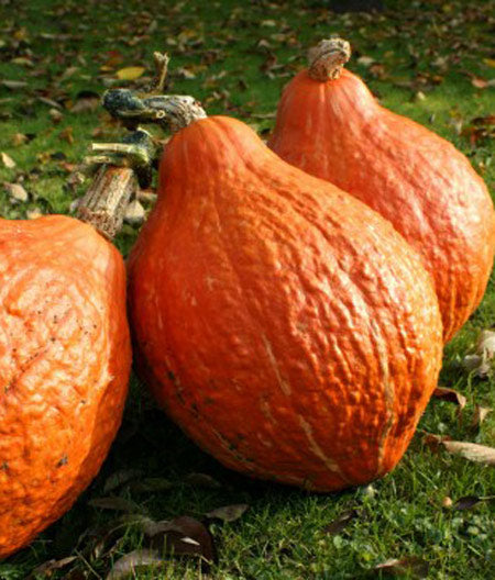 Squash Winter Golden Hubbard Seed