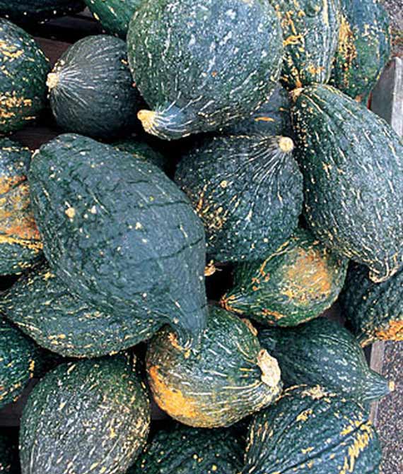 Squash Winter Hubbard Seed
