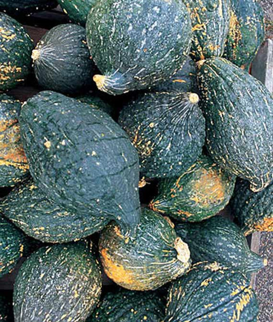 Squash Winter Hubbard Seed