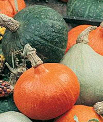 Squash Winter Magic Mix Seed