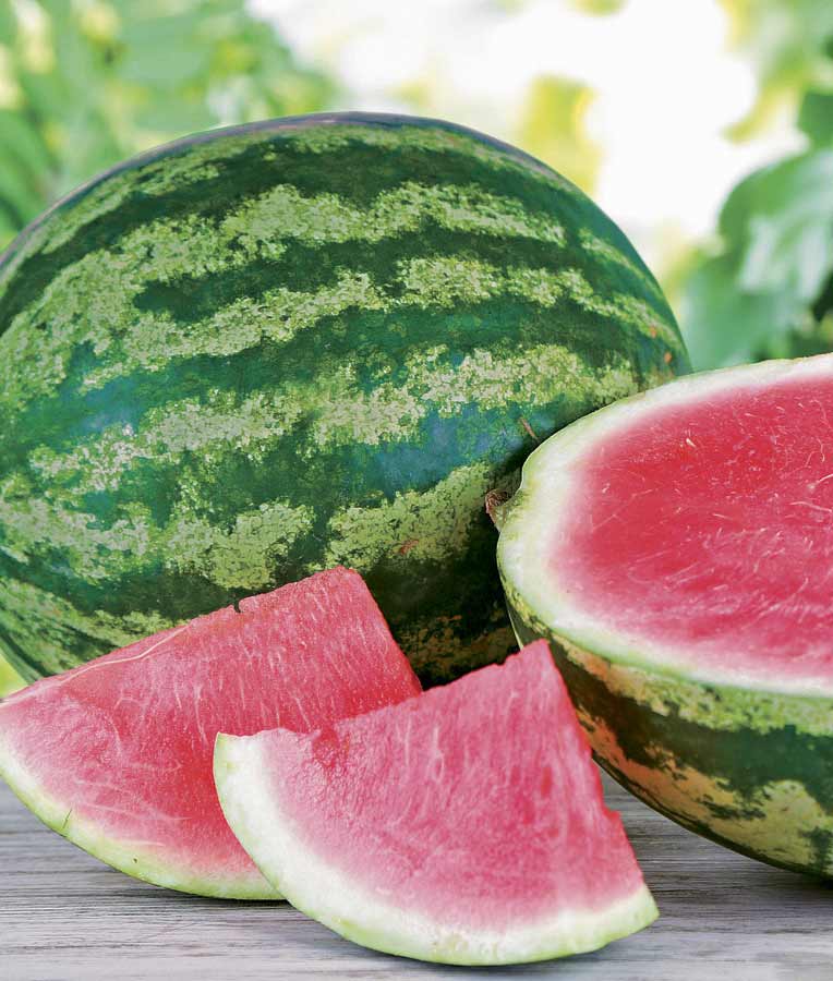 best seedless watermelon seeds to plant Watermelon Triple Crown Seedless Seed