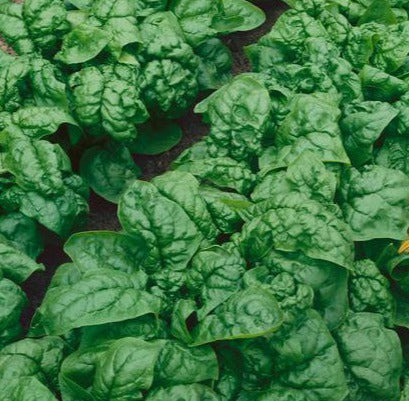 Spinach Bloomsdale Seed