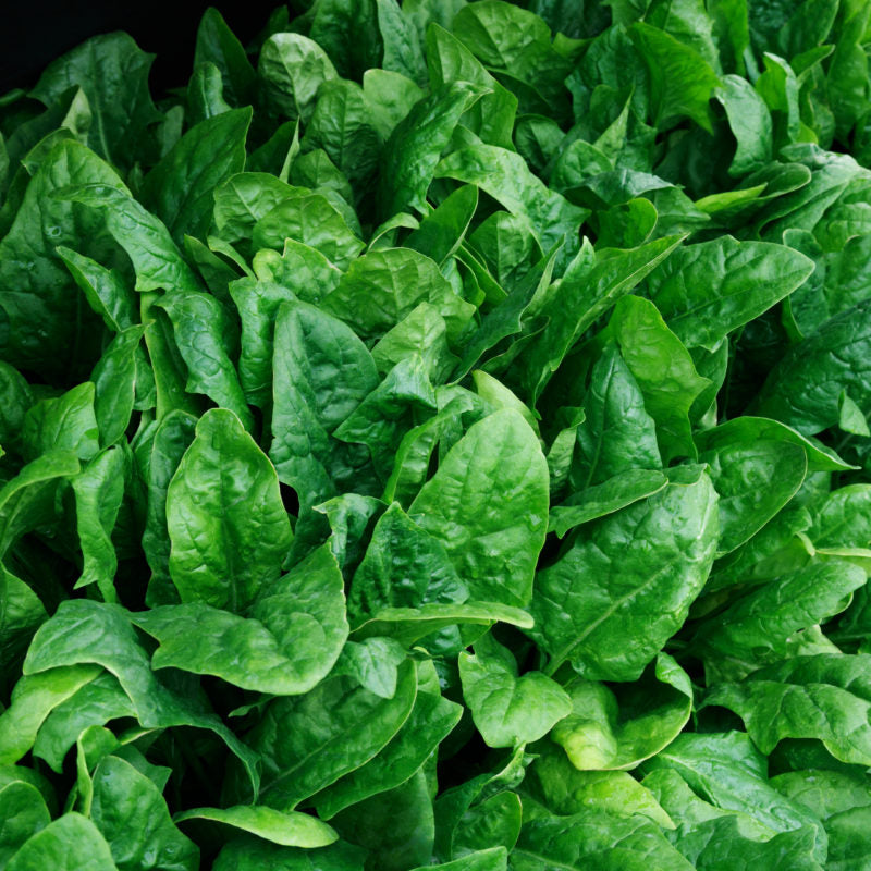 Spinach Plymouth (Formally Melody) Seed