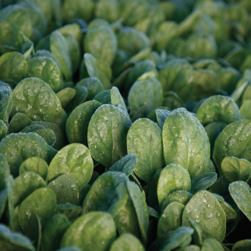 Spinach Seaside (Formally Correnta) Seed
