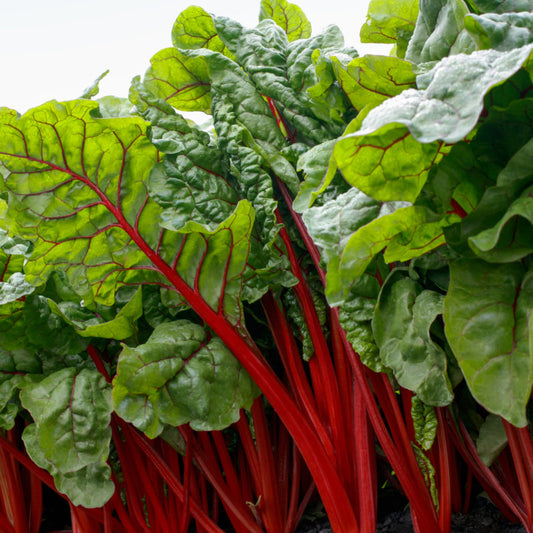 Chard Rhubarb Swiss Chard Seed
