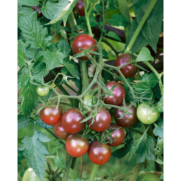 Tomato Black Cherry Seed