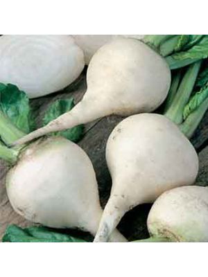 Beet White Albino Seed